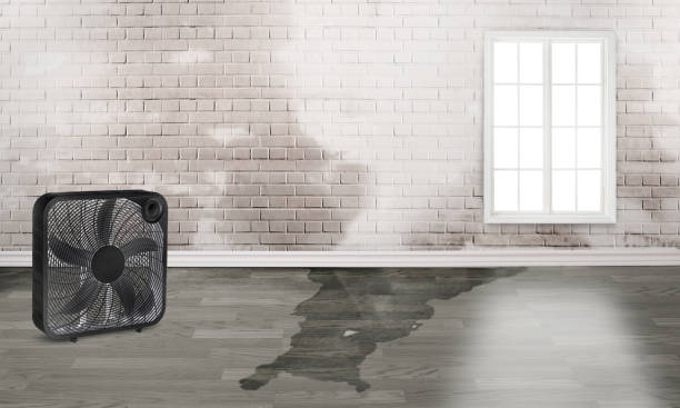 Best Water damage repair service  in St Helen, MI